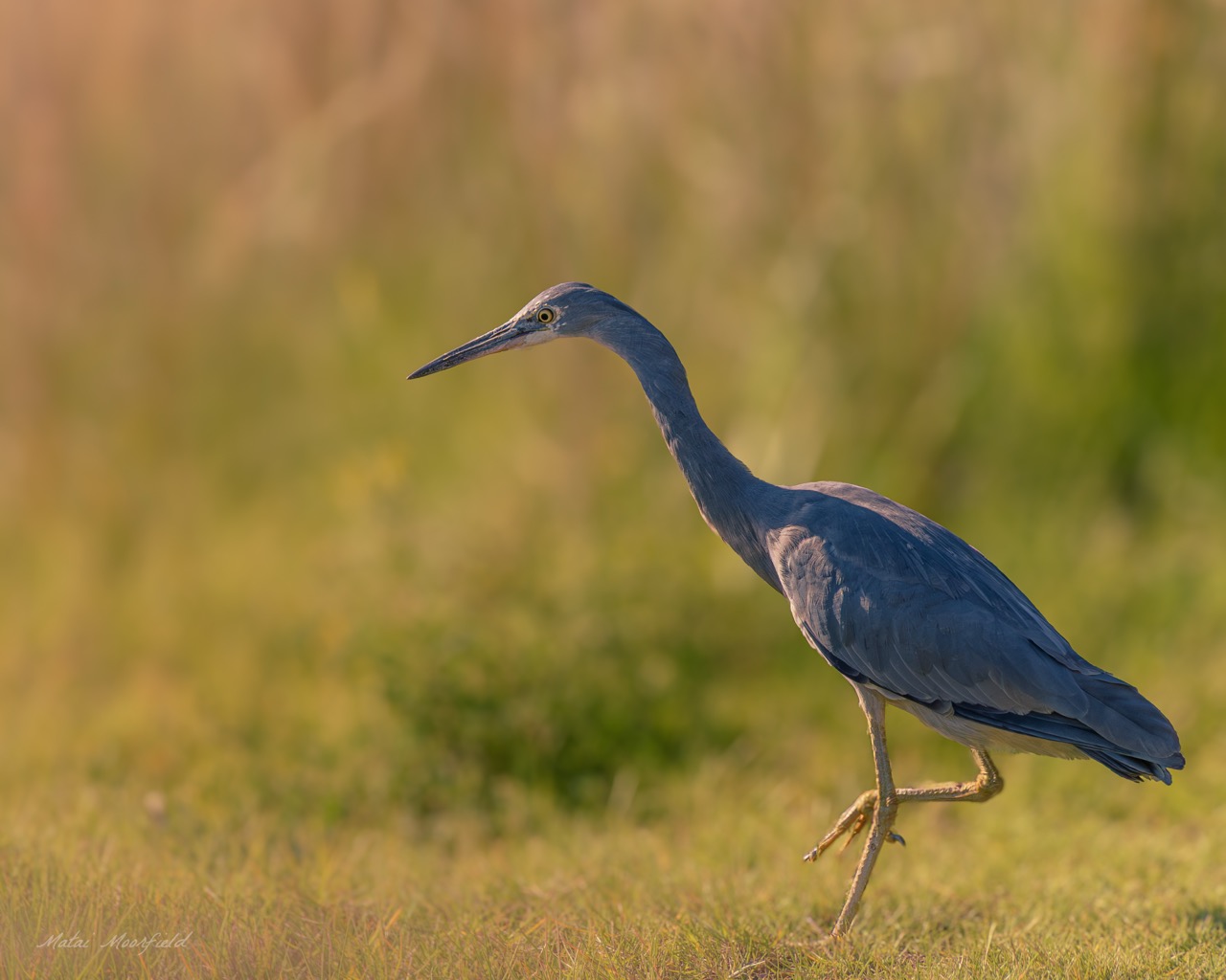 White-faced Heron foraging for prey in the reeds